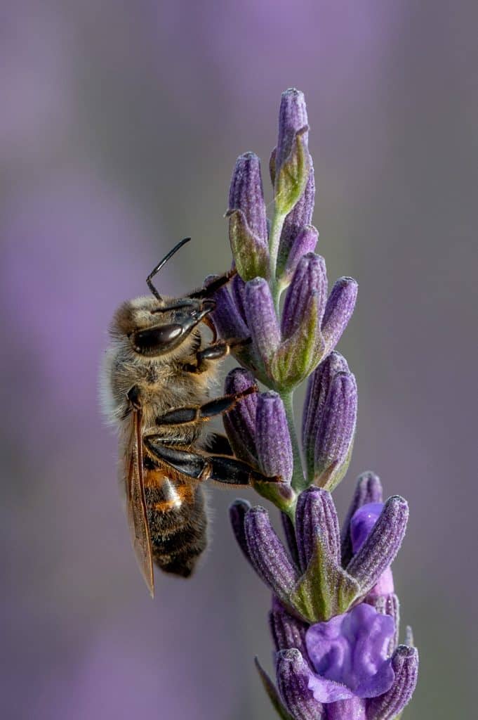 bdm juli biene am lavendel 1