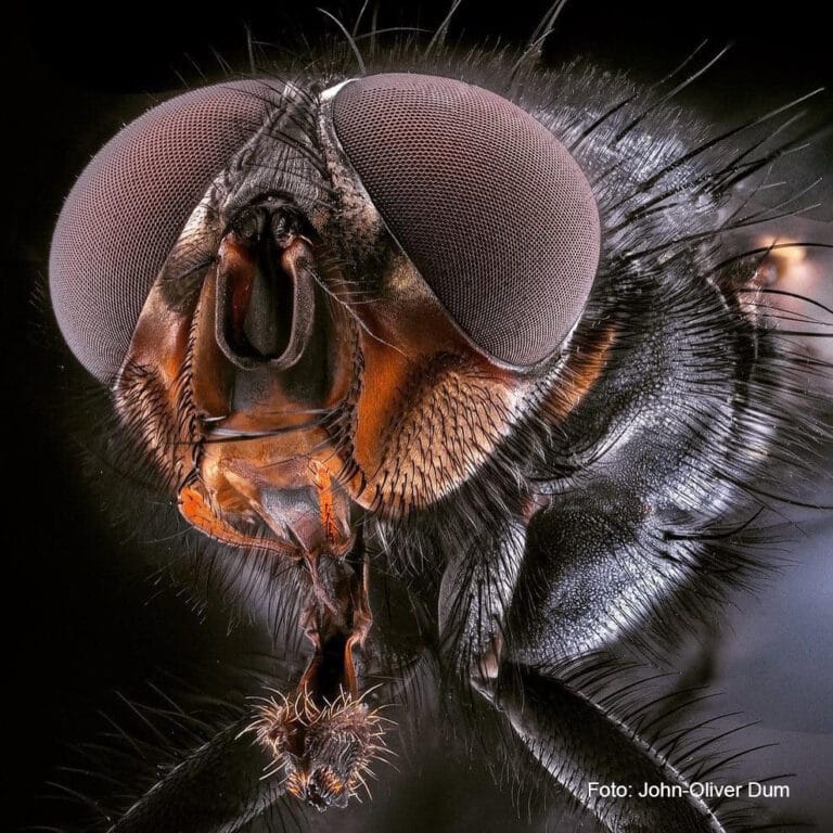 John-Oliver Dum zu Gast beim Fotoclub Obersulm e.V. – Thema: „Unbekannte Welten – Eine Reise in den Mikro-Makro-Kosmos der Insekten“