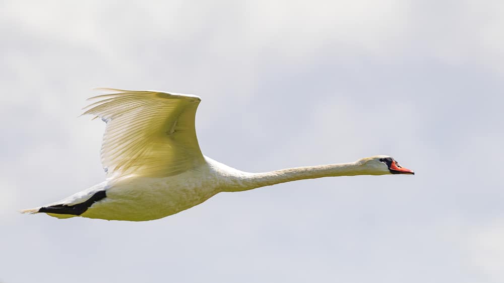 rudolf mester hoeckerschwan im flug