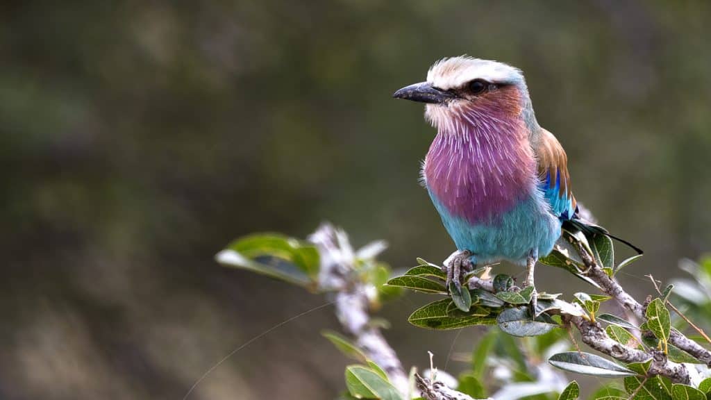 lilac breasted roller hm