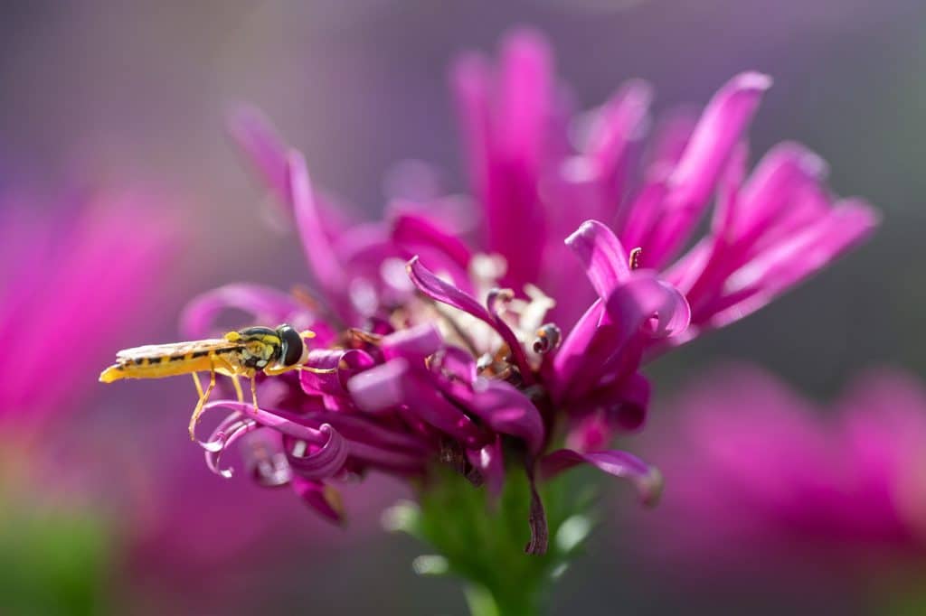 susanne kaufmann kleine aster mit schwebefliege