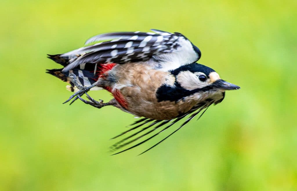 rudolf mester buntspecht speed