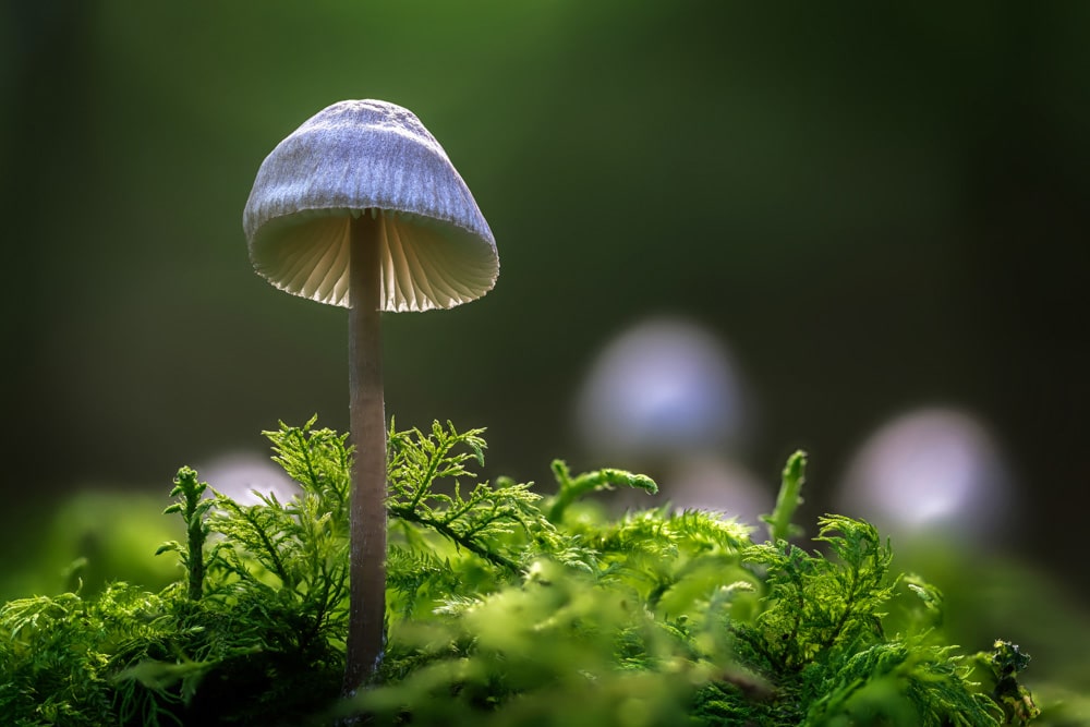pilz hmohr
