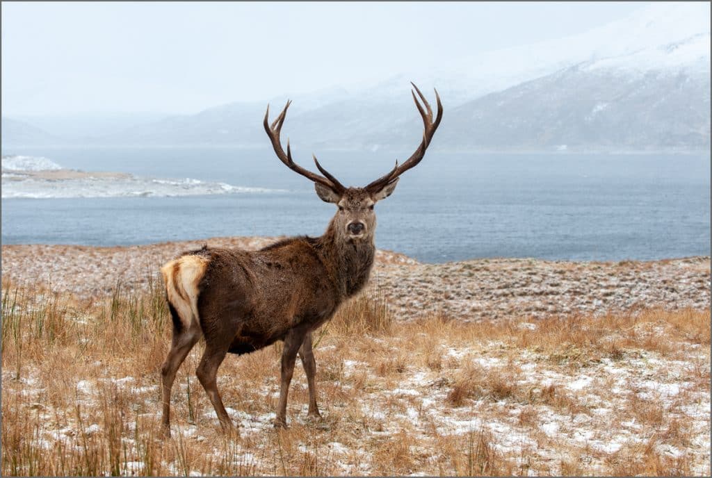 gerd highland hirsch