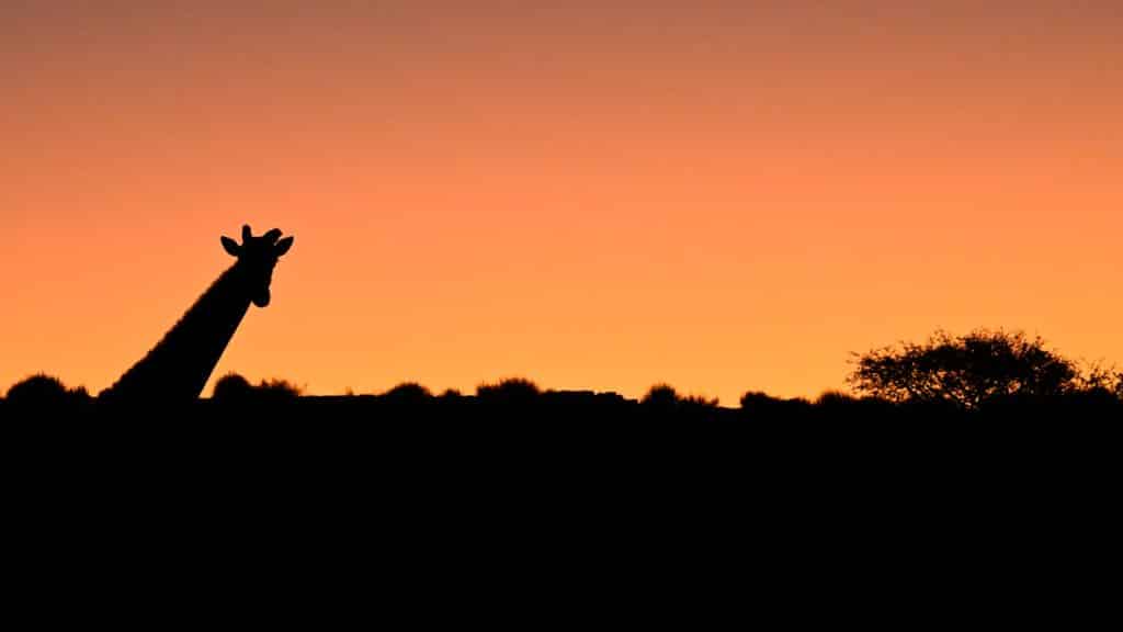 bdm mai sus kau sunrise mit giraffe