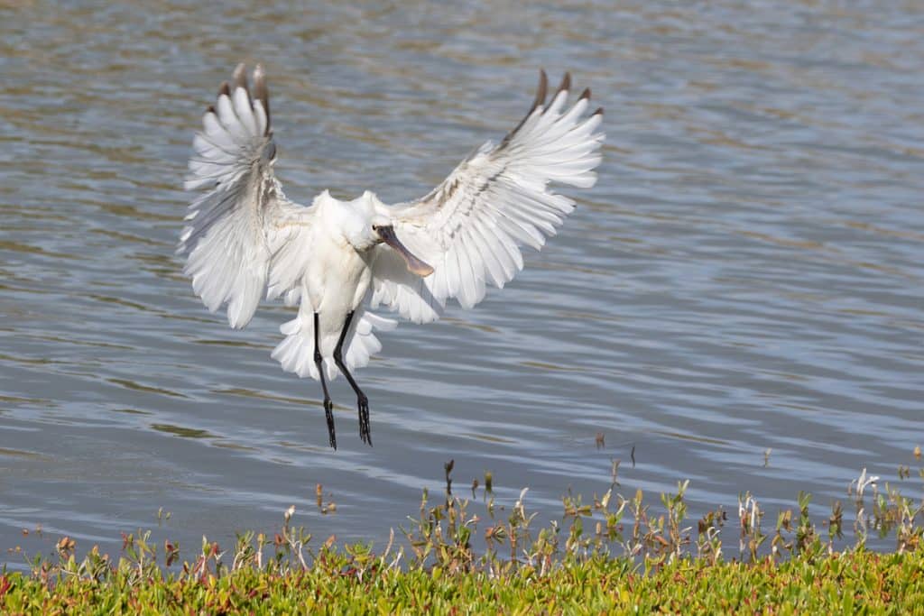 loeffler im anflug hmohr