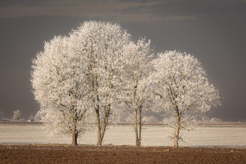 hmohr winter 2
