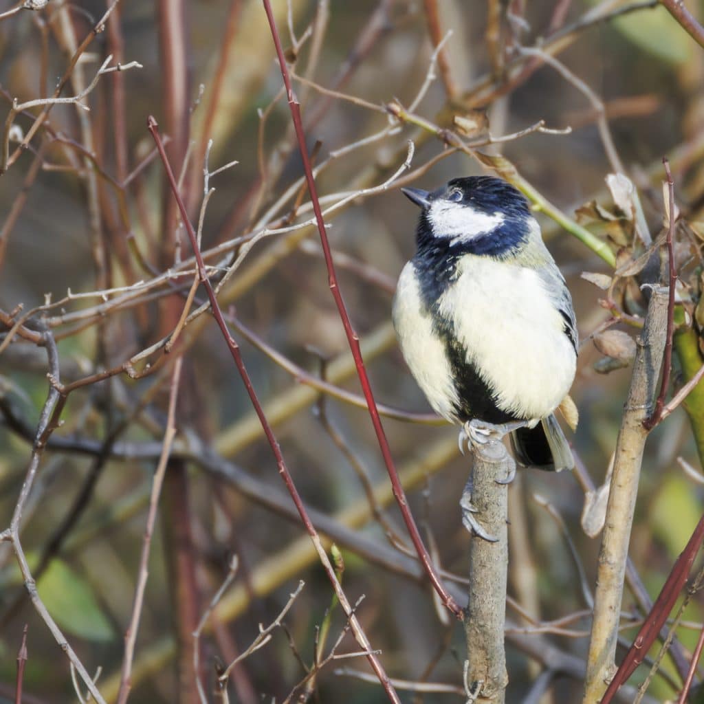 bdm juergenhaerpfer breitenauer see rf200 800plus voegel blaumeise 1x1 2160px bearb