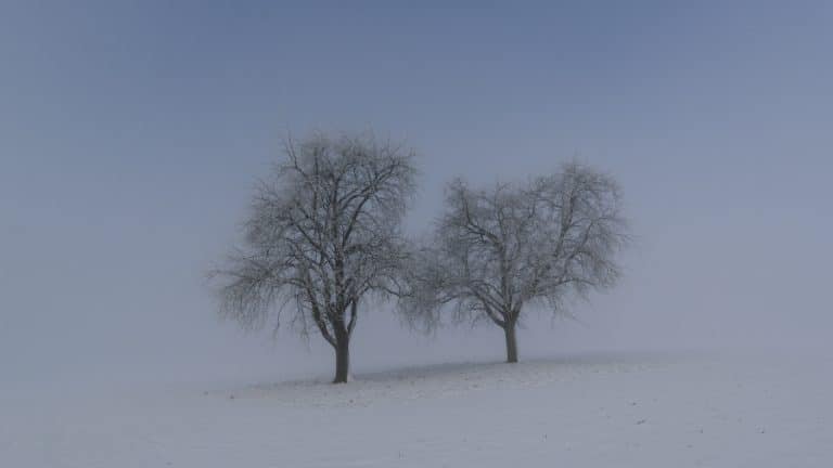 ebel nebel