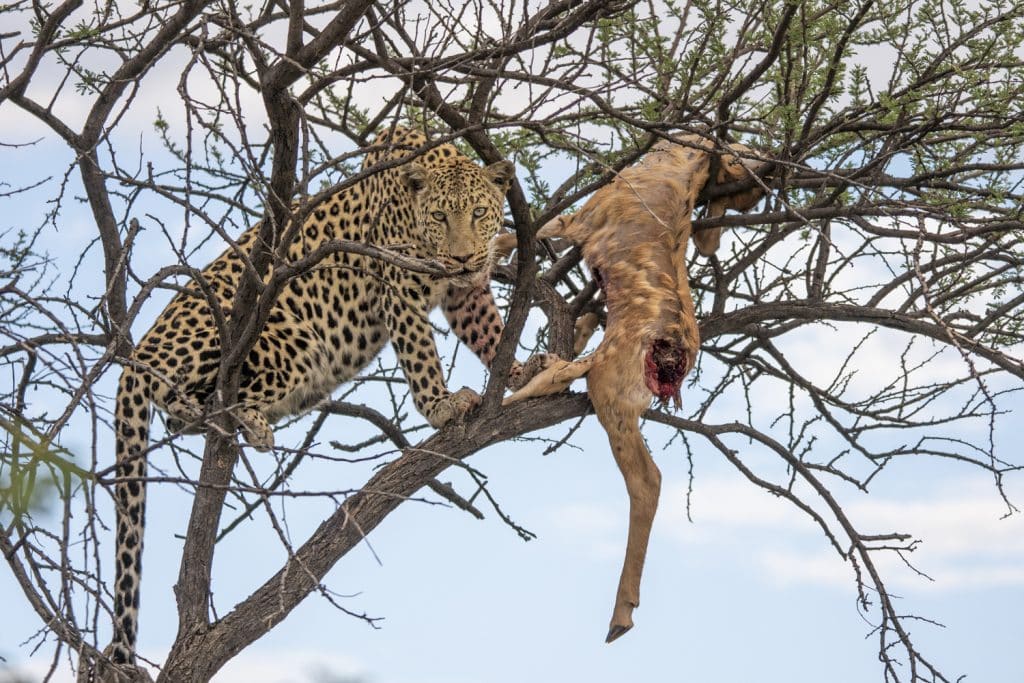 bdm leopardin saskia mit beute