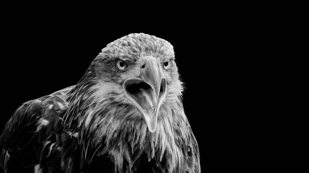 fixierung der beute rd