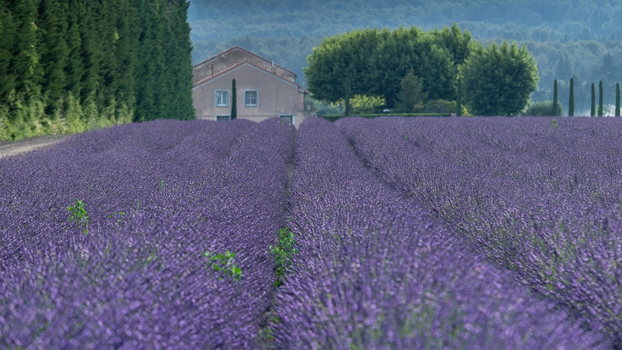 bdm september provence juni 2022