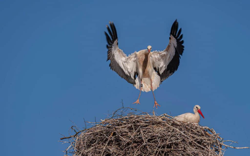 storch