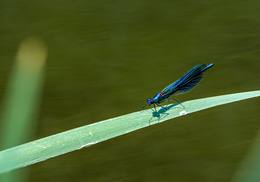 blaue prachtlibelle