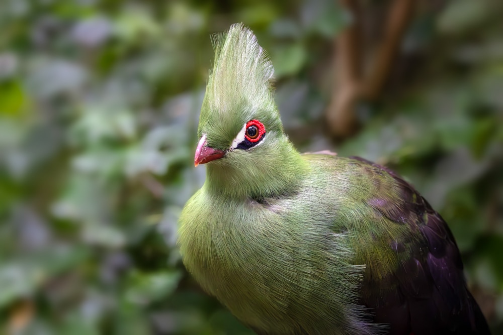 green turaco hm