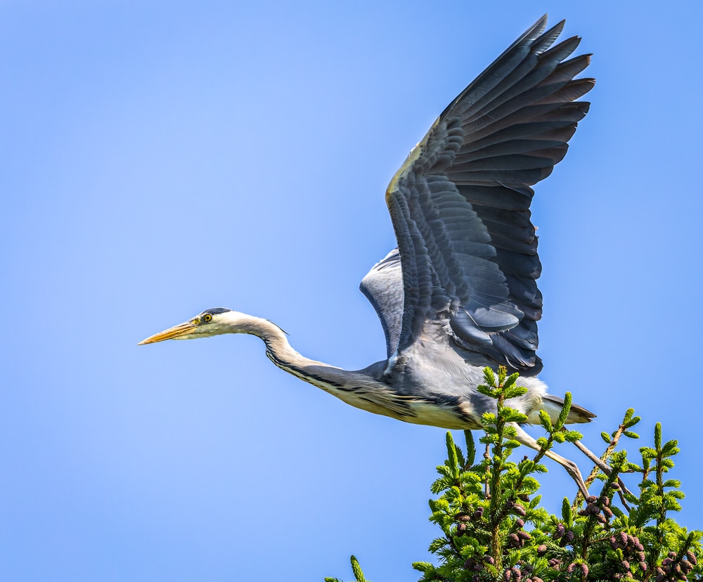 mester graureiher beim abflug