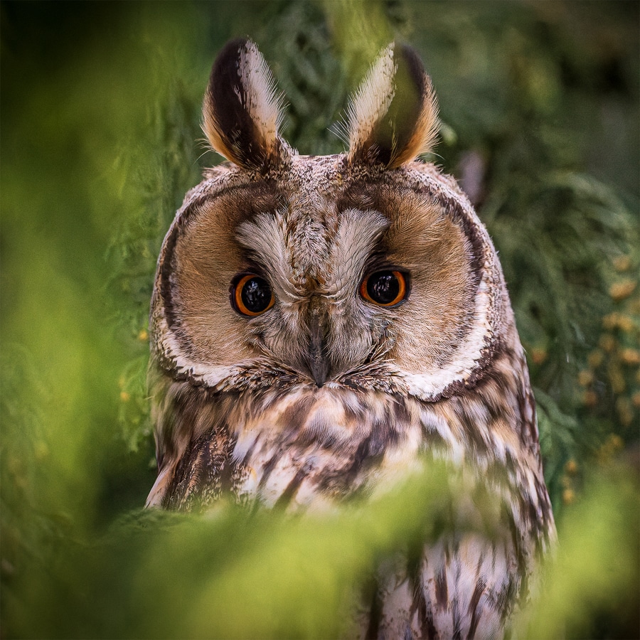 rudolf mester waldohreule im garten