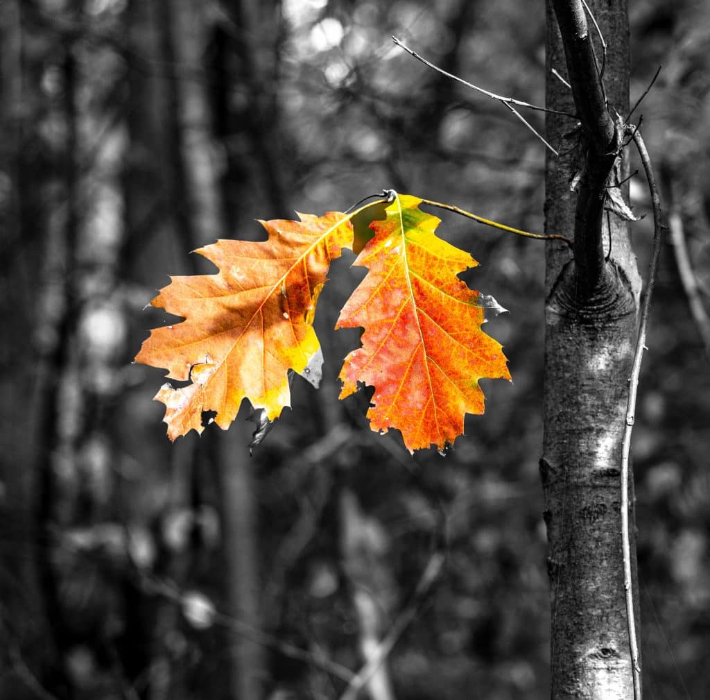 herbstblaetter