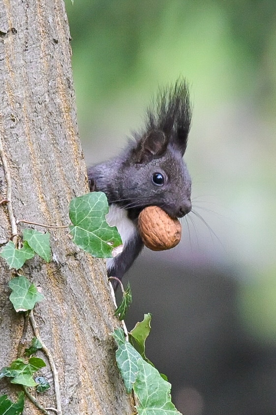 Jugend-Fotoclub Eichhörnchen fotografieren mit Hermann Mohr