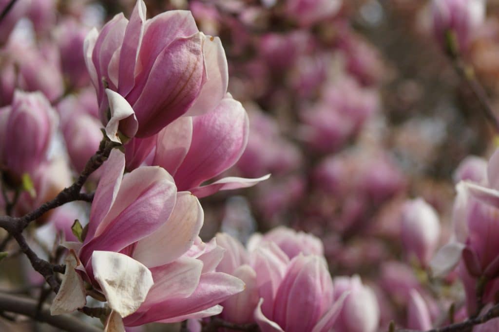foto nika kobel 13 jahre magnolie