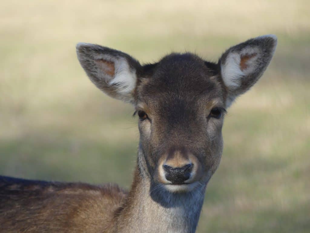 foto simon 14 jahre dammwild